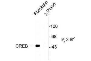 Image no. 1 for anti-cAMP Responsive Element Binding Protein 1 (CREB1) (pSer133) antibody (ABIN372604) (CREB1 Antikörper  (pSer133))