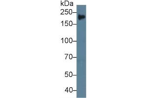 Western Blotting (WB) image for anti-Tenascin C (TNC) (AA 175-342) antibody (ABIN7439258)