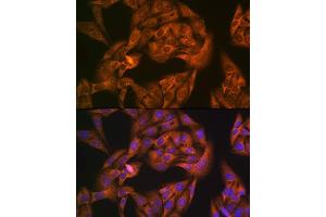 Immunofluorescence analysis of U-2 OS cells using NL1 Rabbit mAb (ABIN7269060) at dilution of 1:100 (40x lens). (NAP1L1 Antikörper)