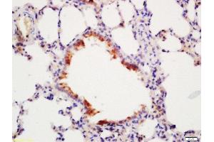 Formalin-fixed and paraffin embedded mouse lung labeled with Rabbit Anti-ATG4D Polyclonal Antibody, Unconjugated  at 1:200 followed by conjugation to the secondary antibody and DAB staining (ATG4D Antikörper  (AA 381-474))