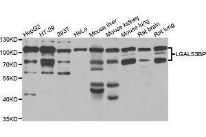 Western blot analysis of extracts of various cell lines, using LGALS3BP antibody (ABIN5974167) at 1/1000 dilution. (LGALS3BP Antikörper)