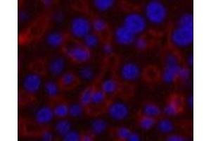 Immunofluorescence analysis of Mouse liver tissue using GAPDH Monoclonal Antibody at dilution of 1:200.