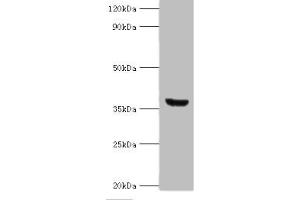 Western blot All lanes: ANXA8L2 antibody at 18 μg/mL + HepG2 whole cell lysate Secondary Goat polyclonal to rabbit IgG at 1/10000 dilution Predicted band size: 37, 31 kDa Observed band size: 37 kDa (ANXA8L2 Antikörper  (AA 1-276))