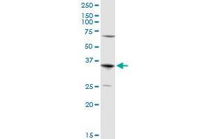 Aquaporin 7 Antikörper  (AA 1-342)