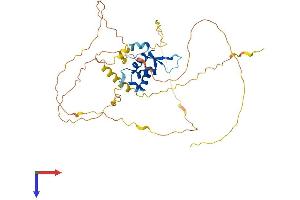 FOXD4L1 Protein (AA 1-408) (His tag)
