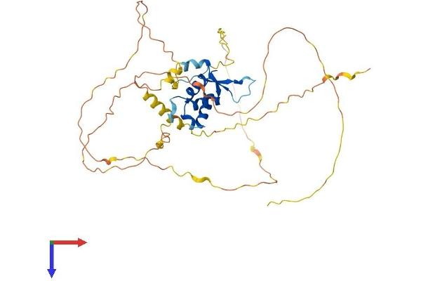 FOXD4L1 Protein (AA 1-408) (His tag)