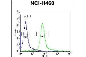 HIST1H1B Antibody (N-term) (ABIN651424 and ABIN2840231) flow cytometric analysis of NCI- cells (right histogram) compared to a negative control cell (left histogram). (Histone H1.5 Antikörper  (N-Term))