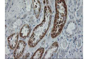 Immunohistochemical staining of paraffin-embedded Human Kidney tissue using anti-GATM mouse monoclonal antibody. (GATM Antikörper)