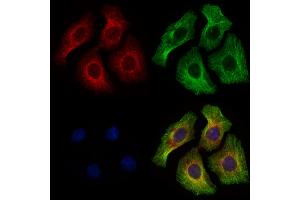 ABIN6264030 and ABIN6277904 staining HepG2 cells by IF/ICC. (Pannexin 3 Antikörper  (Internal Region))