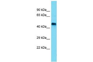 Host:  Rabbit  Target Name:  Seli  Sample Type:  Rat Small Intestine lysates  Antibody Dilution:  1.