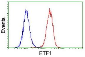 Image no. 1 for anti-Eukaryotic Translation Termination Factor 1 (ETF1) antibody (ABIN1498129)