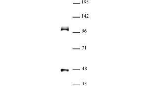 CUL4B (pAb) tested by Western blot. (Cullin 4B Antikörper  (N-Term))