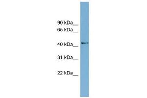 AMDHD1 antibody used at 1 ug/ml to detect target protein. (AMDHD1 Antikörper  (N-Term))