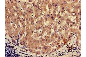 Immunohistochemistry of paraffin-embedded human liver tissue using ABIN7162423 at dilution of 1:100 (OXT Antikörper  (AA 27-123))