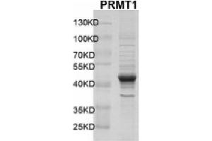 Recombinant PRMT1 protein gel. (PRMT1 Protein (DYKDDDDK Tag))