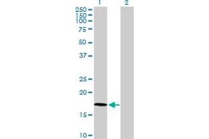 Western Blot analysis of FAM107A expression in transfected 293T cell line by FAM107A MaxPab polyclonal antibody. (FAM107A Antikörper  (AA 1-144))