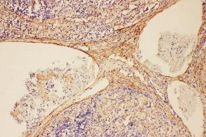 Anti-C5/C5a antibody, IHC(P) IHC(P): Rat Spleen Tissue