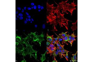Immunocytochemistry/Immunofluorescence analysis using Mouse Anti-GFAP R416WT Monoclonal Antibody, Clone S206B-9 . (GFAP Antikörper  (AA 411-422) (PerCP))