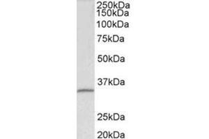 Western Blotting (WB) image for anti-Fibrillarin (FBL) (Internal Region) antibody (ABIN1107199) (Fibrillarin Antikörper  (Internal Region))