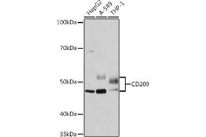Western blot analysis of extracts of various cell lines, using CD209 Rabbit mAb (ABIN7266173) at 1:1000 dilution. (DC-SIGN/CD209 Antikörper)