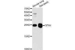 Western blot analysis of extracts of various cell lines, using GPX4 antibody (ABIN5970997) at 1/1000 dilution. (GPX4 Antikörper)