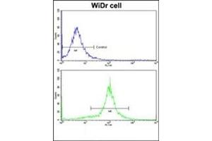 Image no. 1 for anti-Medium-Chain Specific Acyl-CoA Dehydrogenase, Mitochondrial (AA 196-225) antibody (ABIN452704) (Medium-Chain Specific Acyl-CoA Dehydrogenase, Mitochondrial (AA 196-225) Antikörper)