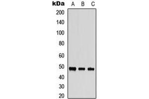 Western blot analysis of MST3 expression in HepG2 (A), PC3 (B), mouse brain (C) whole cell lysates.
