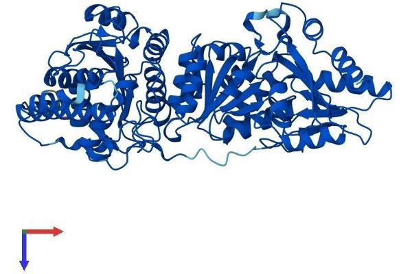 TKTL2 Protein (AA 1-626) (His tag)