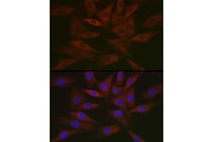 Immunofluorescence analysis of NIH/3T3 cells using DNPH1 Rabbit mAb (ABIN7266383) at dilution of 1:50 (40x lens). (RCL Antikörper)