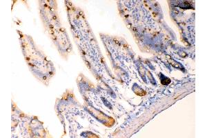 Anterior Gradient 2 was detected in paraffin-embedded sections of  mouse intestine tissues using rabbit anti- Anterior Gradient 2 Antigen Affinity purified polyclonal antibody (Catalog # ) at 1 µg/mL. (AGR2 Antikörper  (AA 21-175))