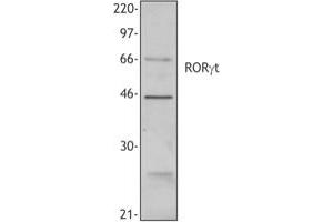 Image no. 1 for anti-RAR-Related Orphan Receptor C (RORC) (N-Term) antibody (ABIN230429)