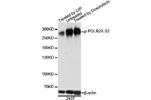 Western blot analysis of extracts of 293T cells, using Phospho-POLR2A-S2 antibody. (POLR2A/RPB1 Antikörper  (pSer2))