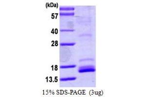 SDS-PAGE (SDS) image for Neurotrophin 4 (NTF4) (AA 81-210) protein (ABIN667527) (Neurotrophin 4 Protein (NTF4) (AA 81-210))