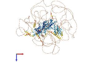 MED1 Protein (AA 1-1575) (His tag)