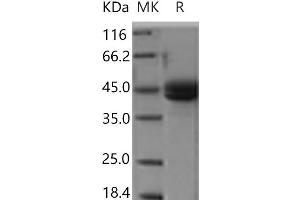 Western Blotting (WB) image for Inducible T-Cell Co-Stimulator (ICOS) protein (Fc Tag) (ABIN7196181) (ICOS Protein (Fc Tag))