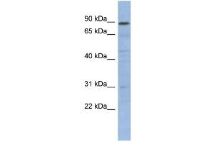 WB Suggested Anti-NFKBIL1 Antibody Titration:  0.