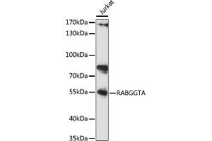 Western blot analysis of extracts of Jurkat cells, using RABGGTA antibody (ABIN7269783) at 1:1000 dilution. (RABGGTA Antikörper  (AA 240-360))