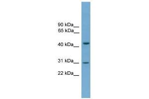 APOL5 antibody used at 0. (Apolipoprotein L 5 Antikörper  (C-Term))