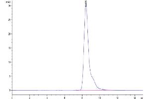 Size-exclusion chromatography-High Pressure Liquid Chromatography (SEC-HPLC) image for Membrane Metallo-Endopeptidase (MME) (AA 53-750) protein (His tag) (ABIN7275262)