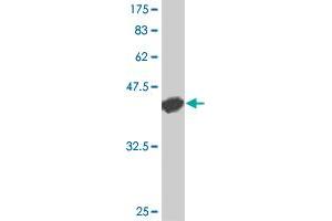 Western Blot detection against Immunogen (42. (CD40 Antikörper  (AA 1-151))