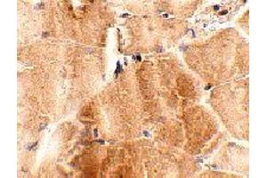 Immunohistochemistry of JPH2 in mouse skeletal muscle tissue with JPH2 polyclonal antibody  at 2. (Junctophilin 2 Antikörper  (C-Term))