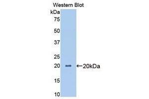 Western Blotting (WB) image for anti-Angiopoietin-Like 4 (ANGPTL4) (AA 227-389) antibody (ABIN3207379) (ANGPTL4 Antikörper  (AA 227-389))