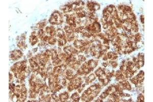 IHC testing of FFPE human pancreas tissue with MAML2 antibody (clone MAML2/1302). (MAML2 Antikörper)