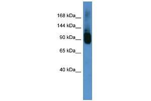 WB Suggested Anti-Abcf1 Antibody Titration:  0. (ABCF1 Antikörper  (C-Term))