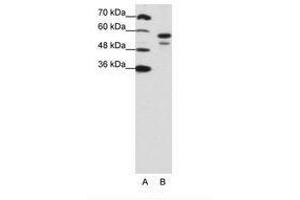 Image no. 1 for anti-U2 Small Nuclear RNA Auxiliary Factor 2 (U2AF59) (N-Term) antibody (ABIN203168) (U2AF2 Antikörper  (N-Term))