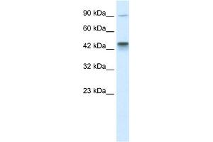 WB Suggested Anti-KIF3A Antibody Titration:  0. (KIF3A Antikörper  (C-Term))