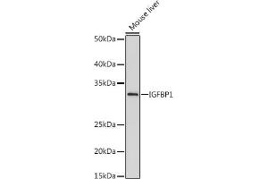 Western blot analysis of extracts of Mouse liver, using IGFBP1 antibody (ABIN7267906) at 1:500 dilution. (IGFBPI Antikörper)