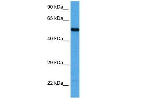Western Blotting (WB) image for anti-Transcription Factor AP-2 alpha (Activating Enhancer Binding Protein 2 Alpha) (TFAP2A) (N-Term) antibody (ABIN5515370)