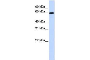 WB Suggested Anti-SLC43A1 Antibody Titration:  0. (SLC43A1 Antikörper  (Middle Region))