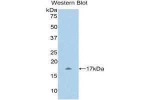 Western Blotting (WB) image for anti-Urocortin 3 (UCN3) (AA 22-161) antibody (ABIN1078642) (UCN3 Antikörper  (AA 22-161))